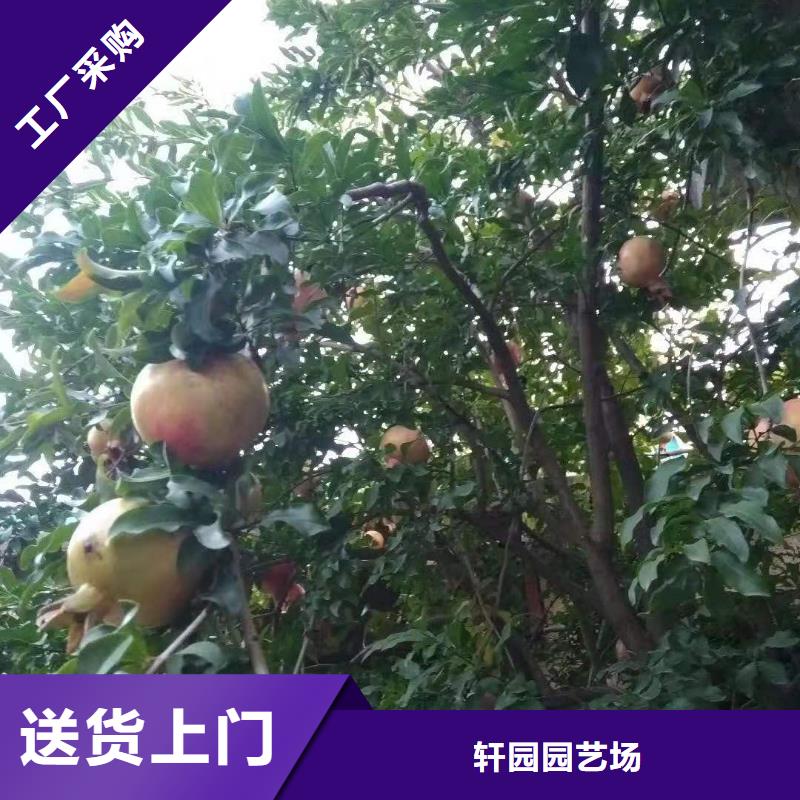 甜籽石榴树苗种植技术