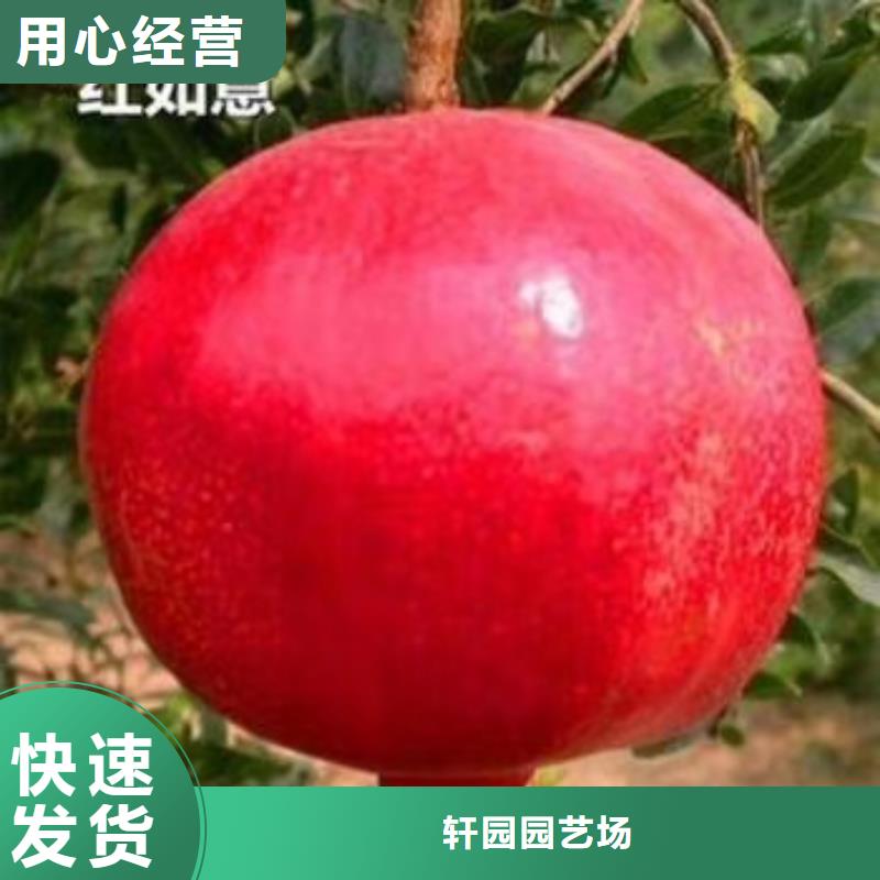 软籽石榴苗批发