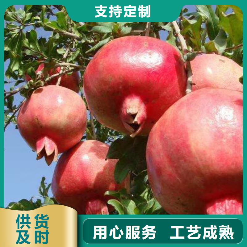 软籽石榴苗现挖苗现发货