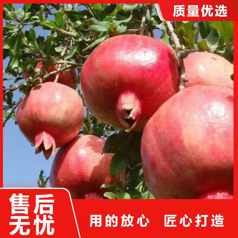 甜籽石榴树苗种植技术