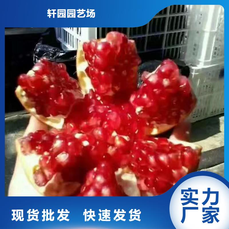 石榴樱桃苗长期供应