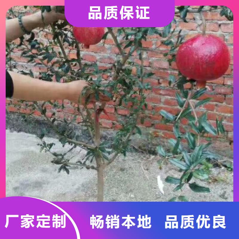 甜籽石榴树新奇品种