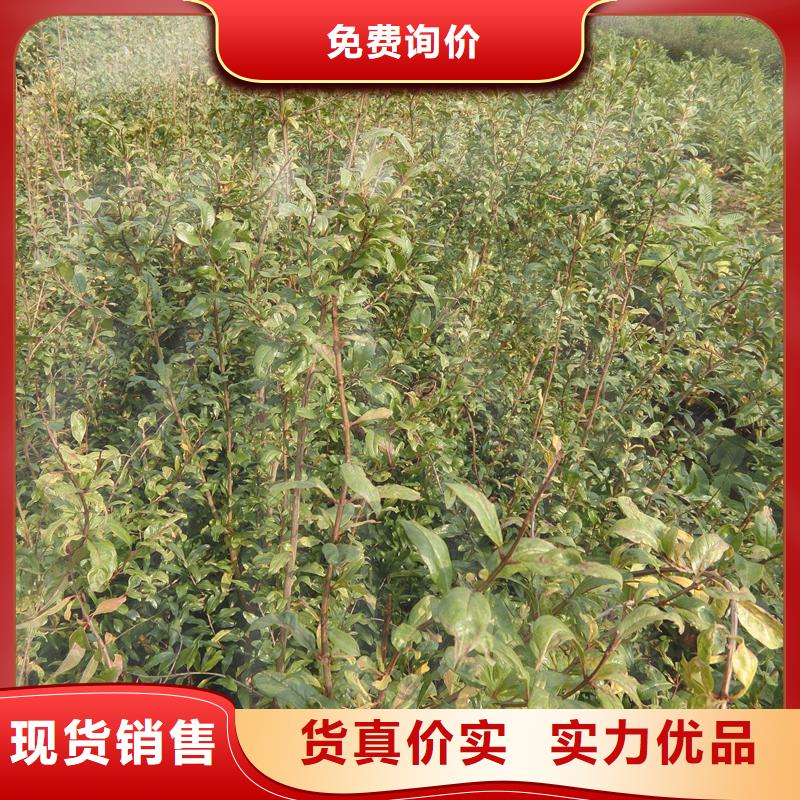 软籽石榴树苗怎么卖批发零售