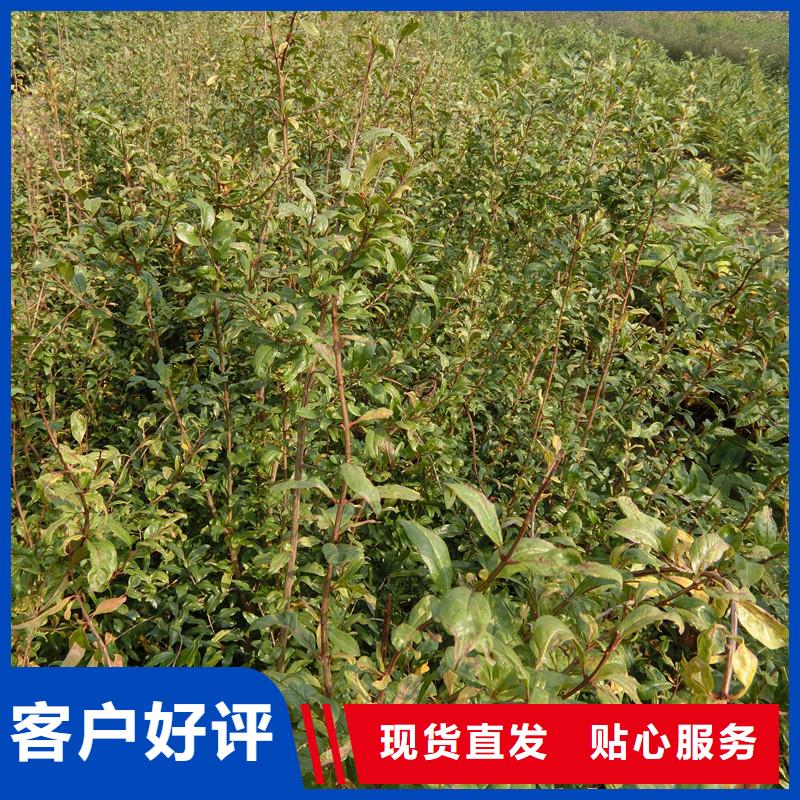 石榴樱桃苗长期供应