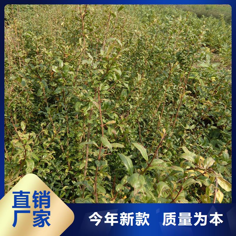 甜籽石榴树苗批发价格