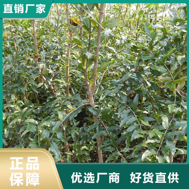 软籽石榴树苗批发零售