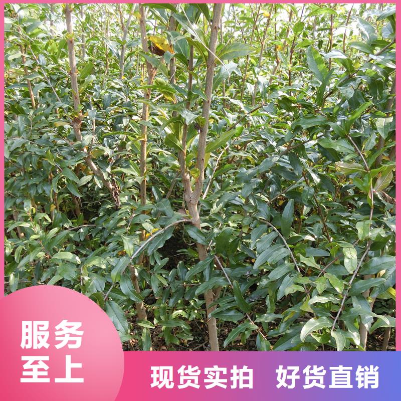 石榴樱桃苗长期供应