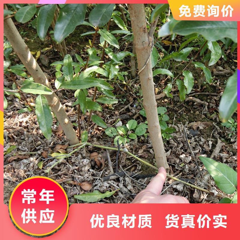 【石榴】-樱桃苗产地批发