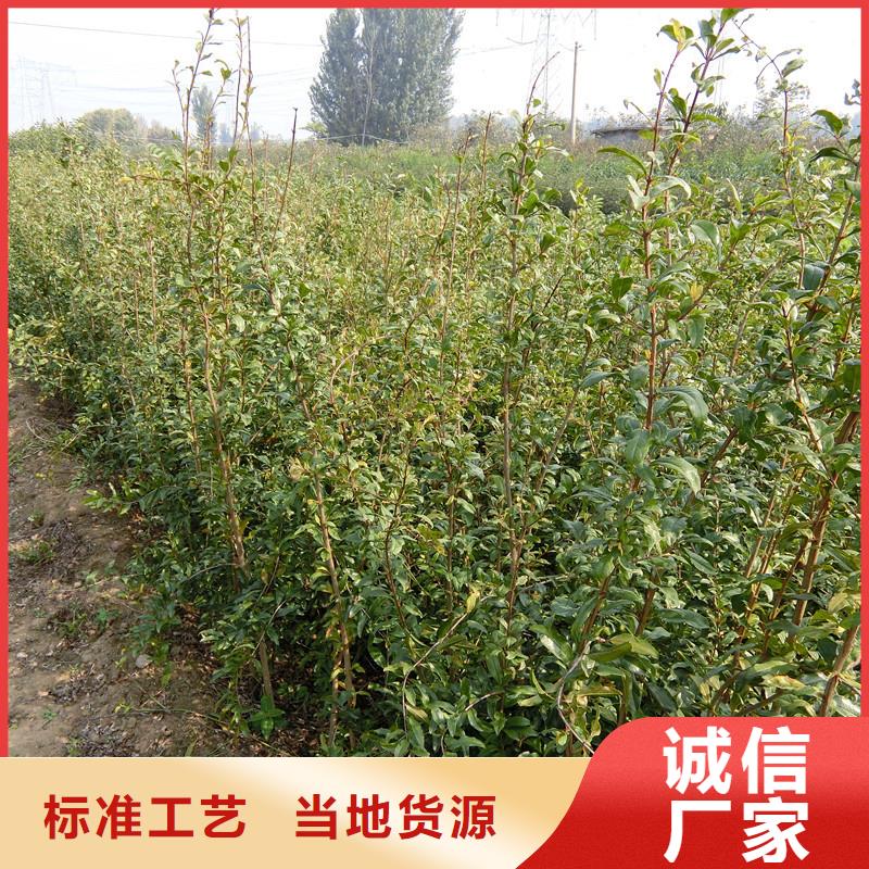 软籽石榴苗一亩地多少棵