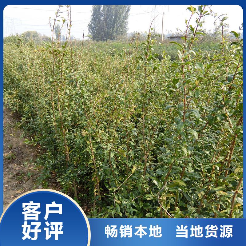 黑籽石榴树苗基地直销