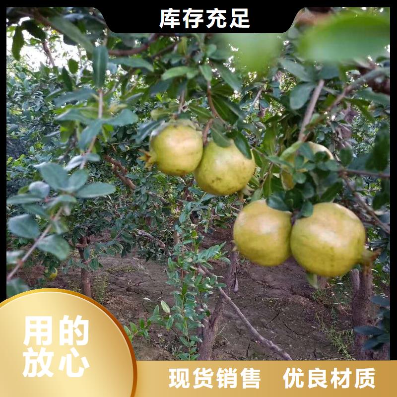 软籽石榴苗新奇品种