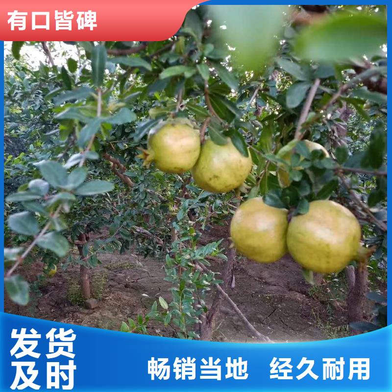 黑籽石榴树苗种植技术