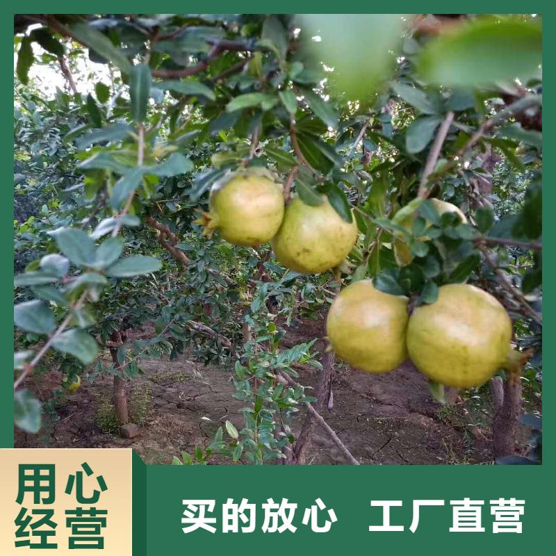 黑籽石榴树苗基地直销