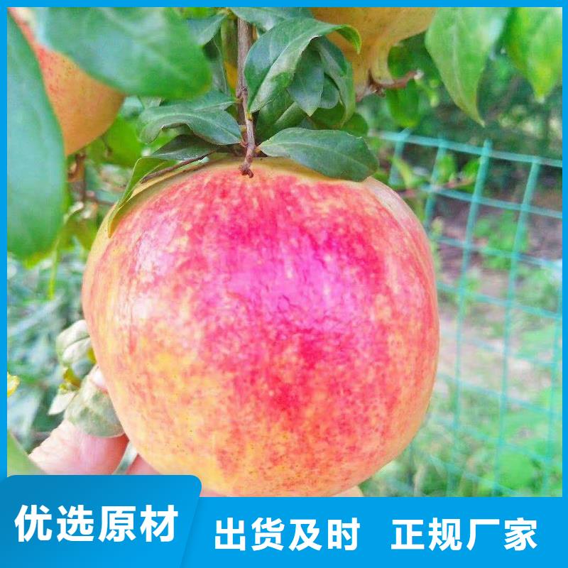 甜籽石榴树苗规格