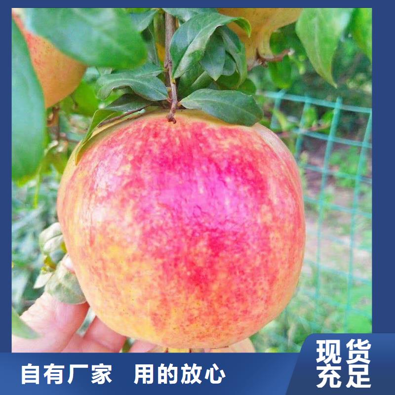 黑籽石榴苗什么时间移栽