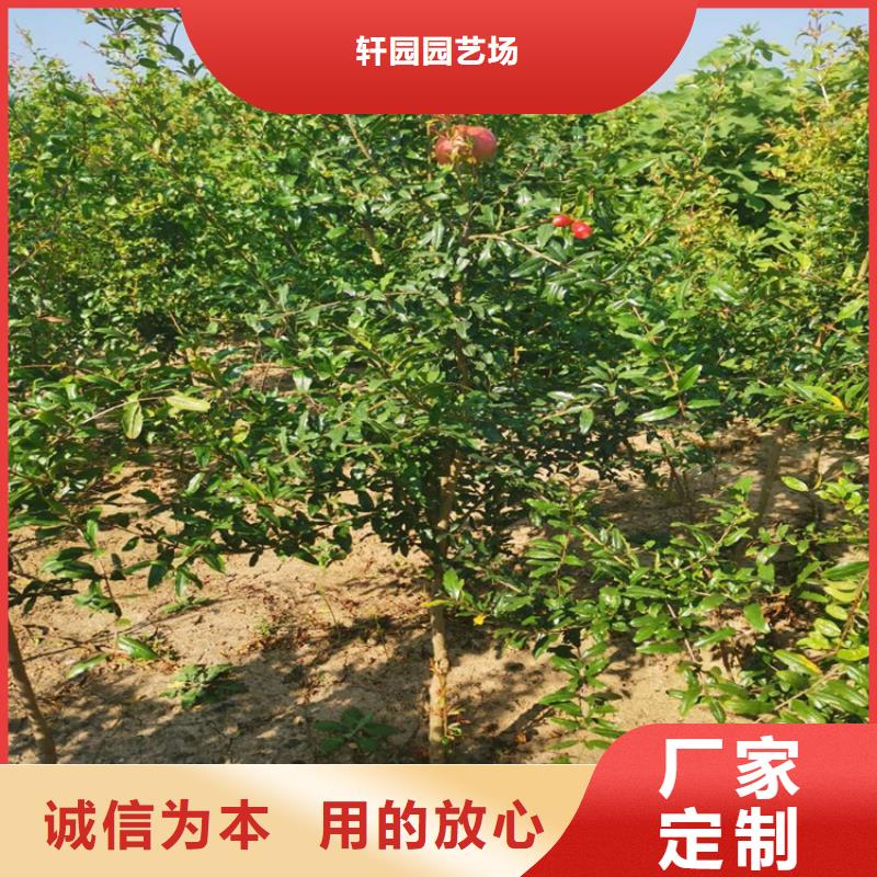 软籽石榴苗批发