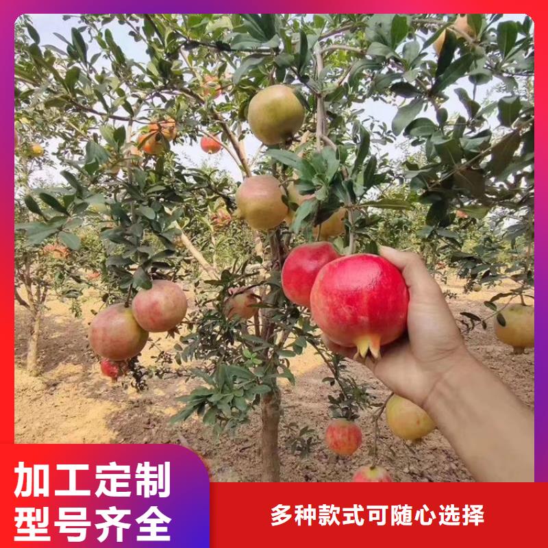 甜籽石榴树价格