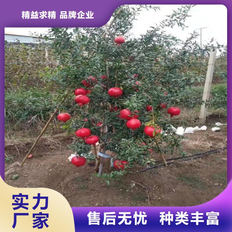 黑籽石榴苗成活率高