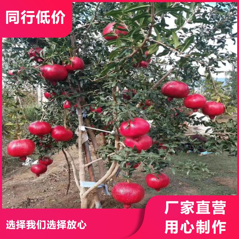 【石榴石榴树实体诚信经营】