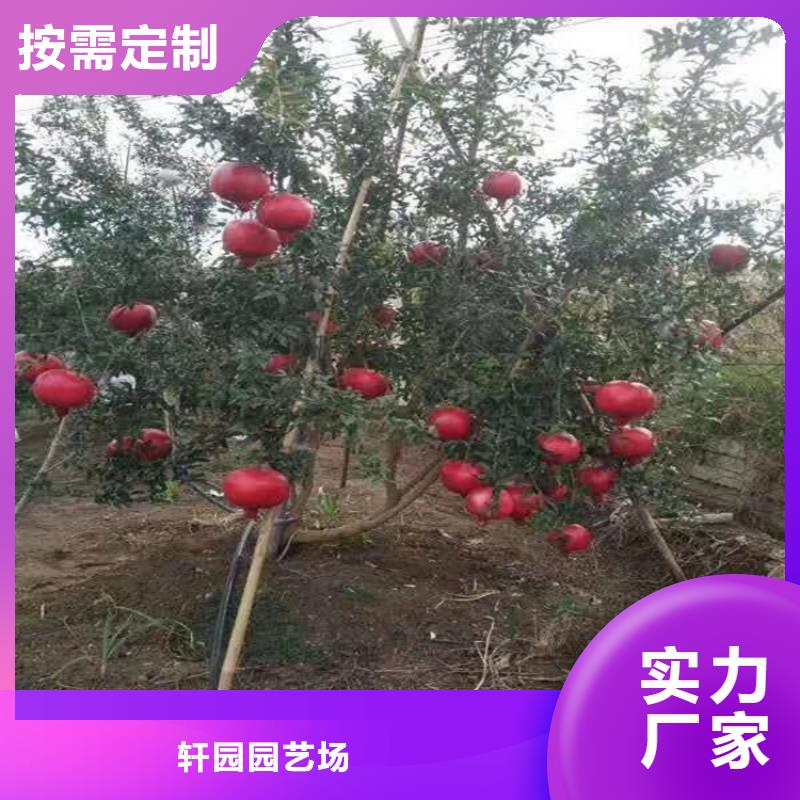 甜籽石榴苗批发价格