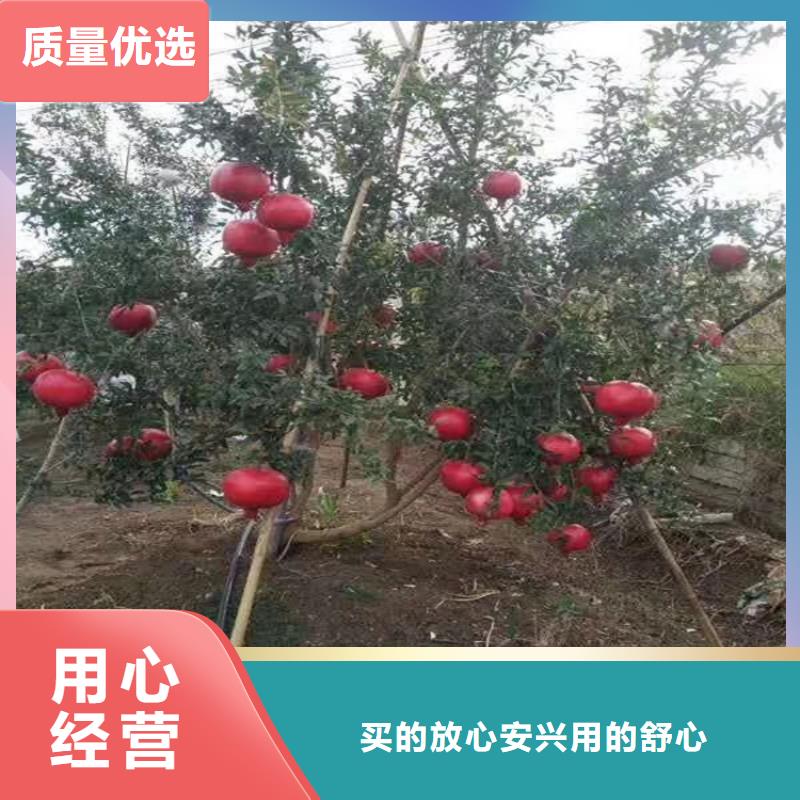 软籽石榴苗适合种植地区