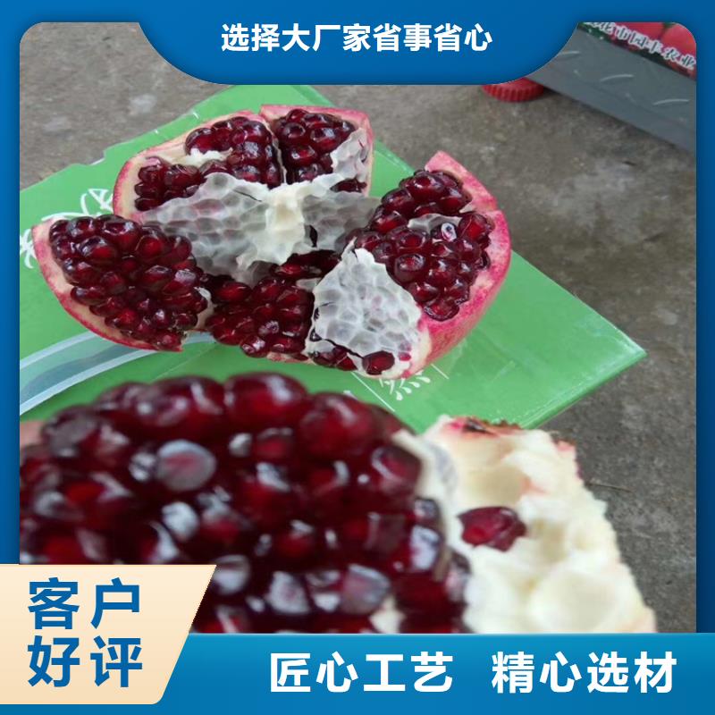 黑籽石榴树苗种植技术