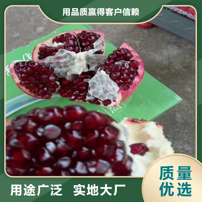甜籽石榴苗种植管理技术