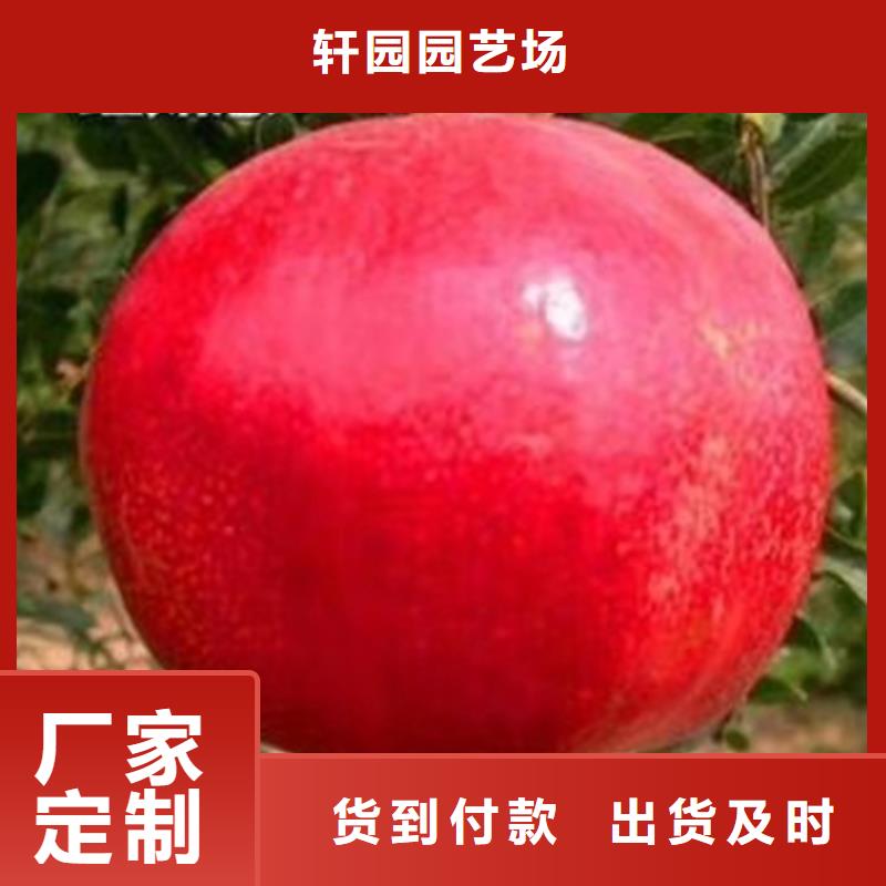甜籽石榴树苗种植技术