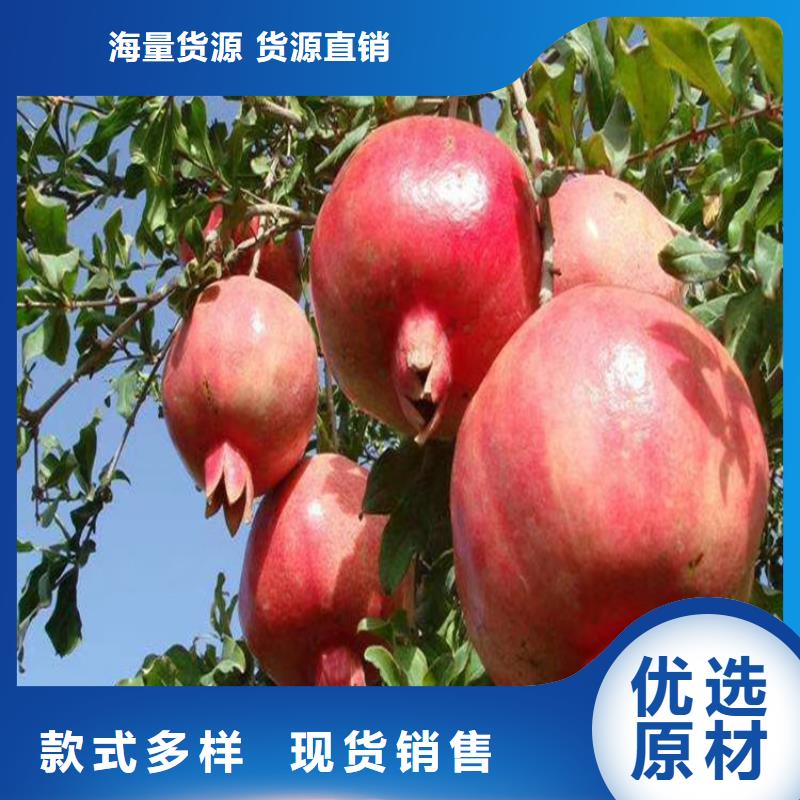 黑籽石榴树苗基地直销