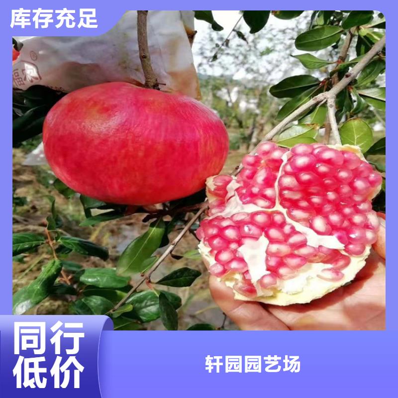 甜籽石榴苗量多优惠