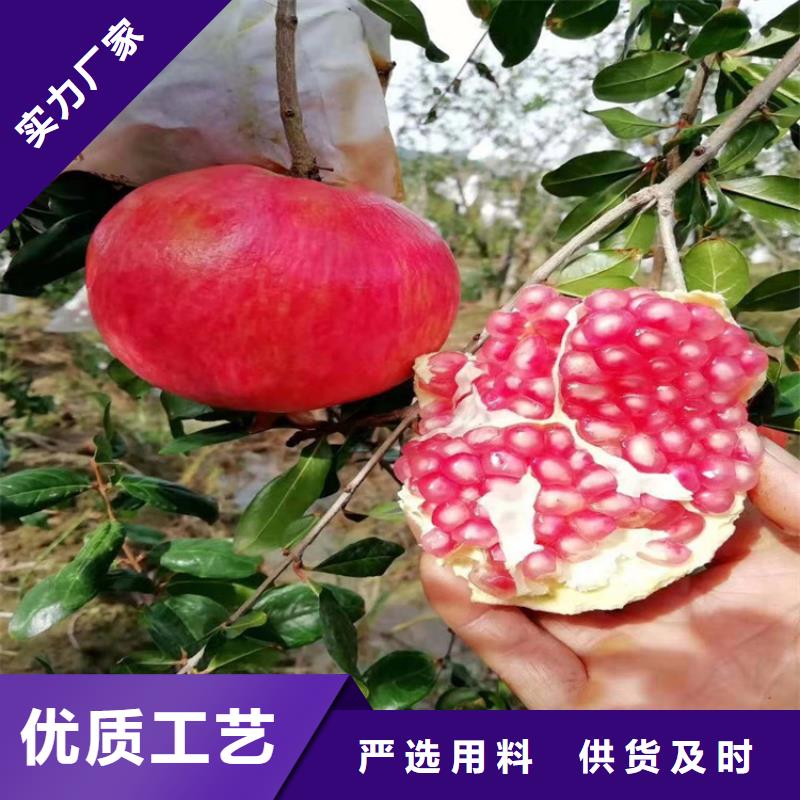 【石榴】杏树苗来图加工定制