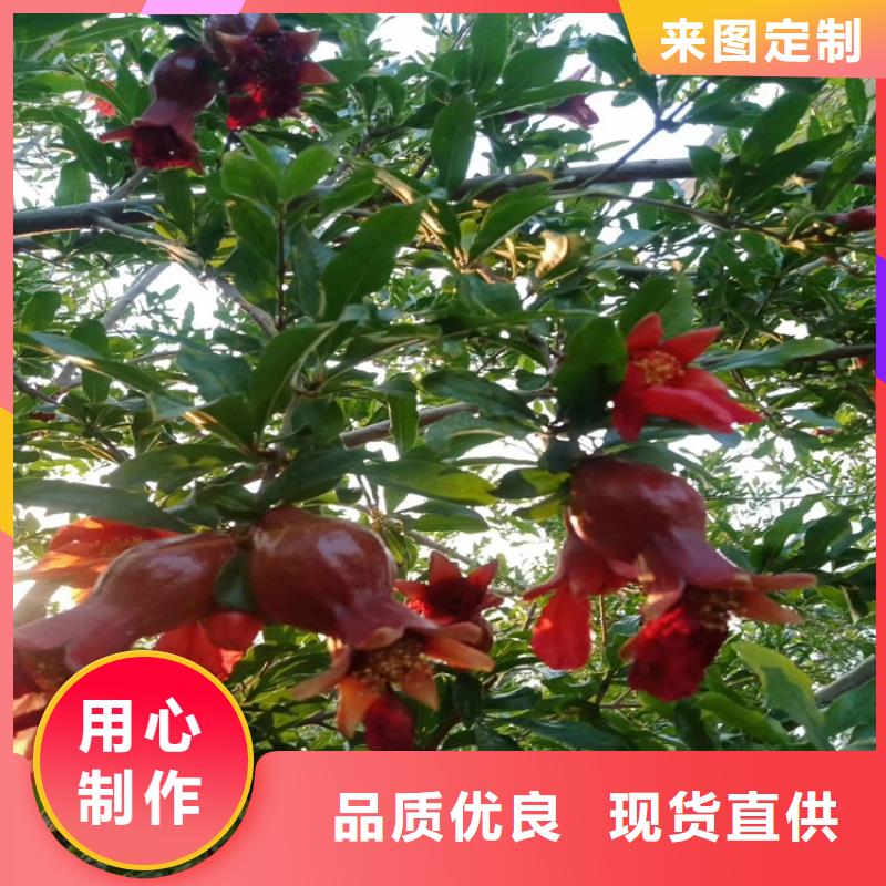 甜籽石榴树苗批发价格