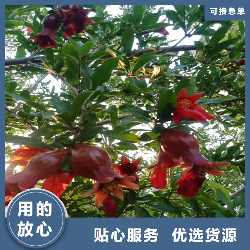 【石榴】杏树苗来图加工定制