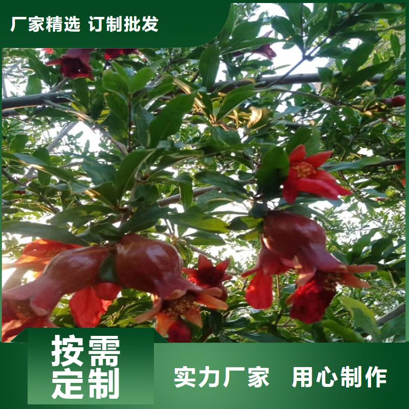 黑籽石榴苗批发