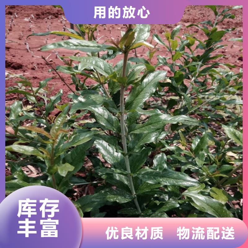 甜籽石榴苗批发价格