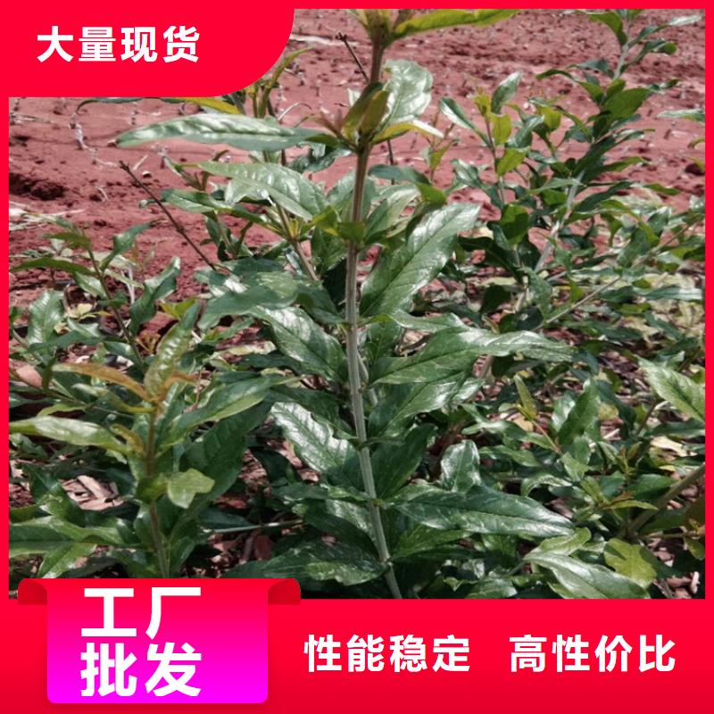 黑籽石榴树苗基地直销