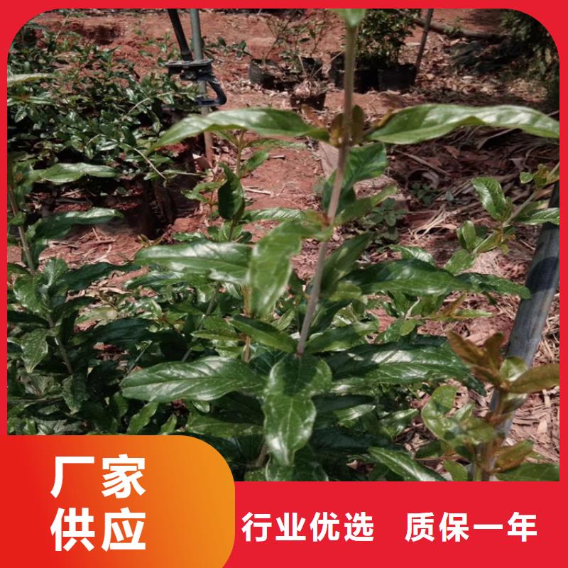 黑籽石榴树苗基地直销