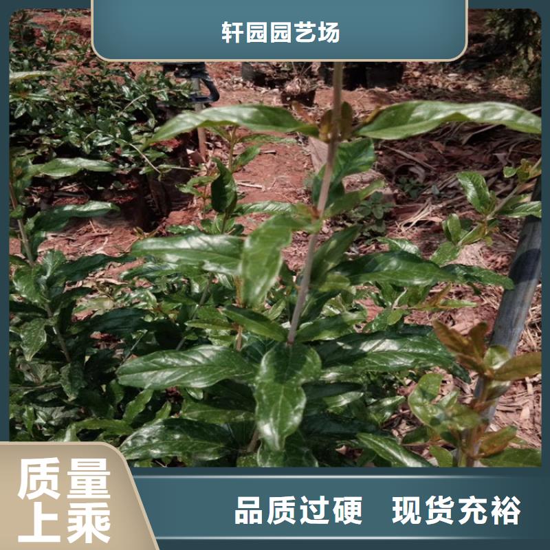 【石榴】杏树苗来图加工定制