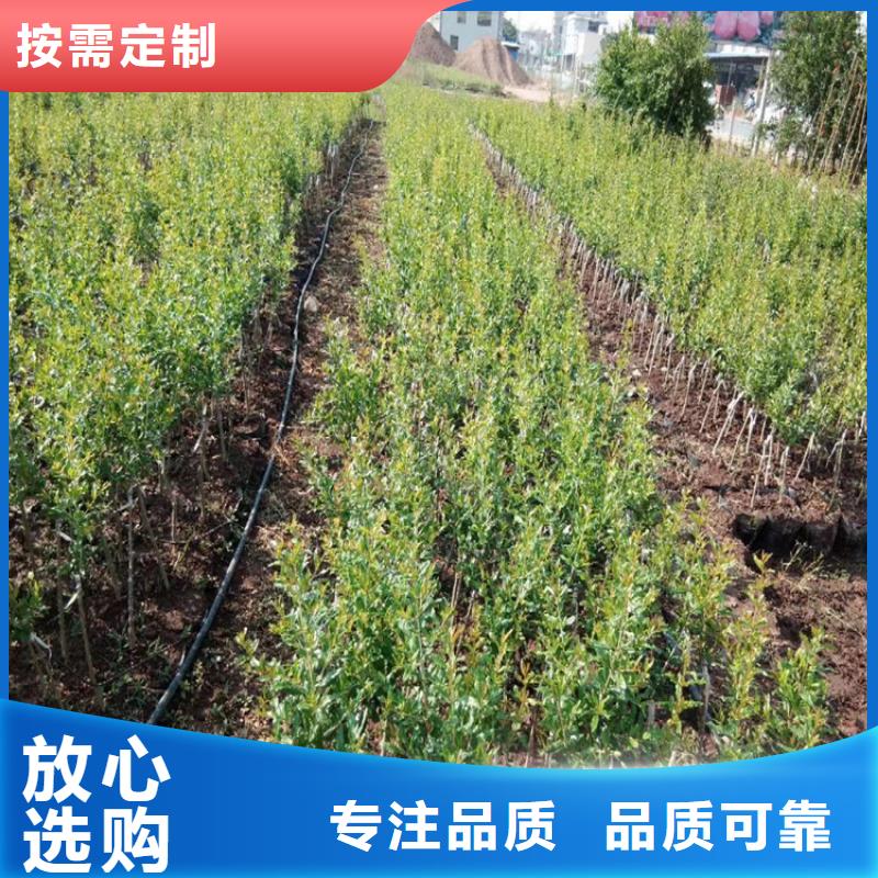 软籽石榴树苗基地直销/轩园园艺场