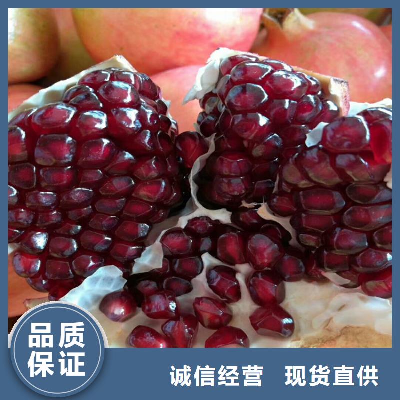 石榴【蓝莓苗】自有生产工厂