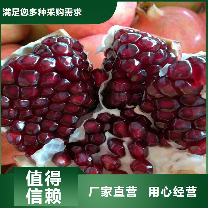 甜籽石榴树新奇品种