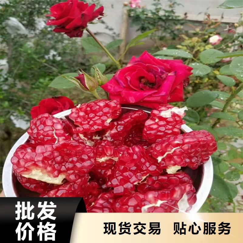 黑籽石榴苗成活率高
