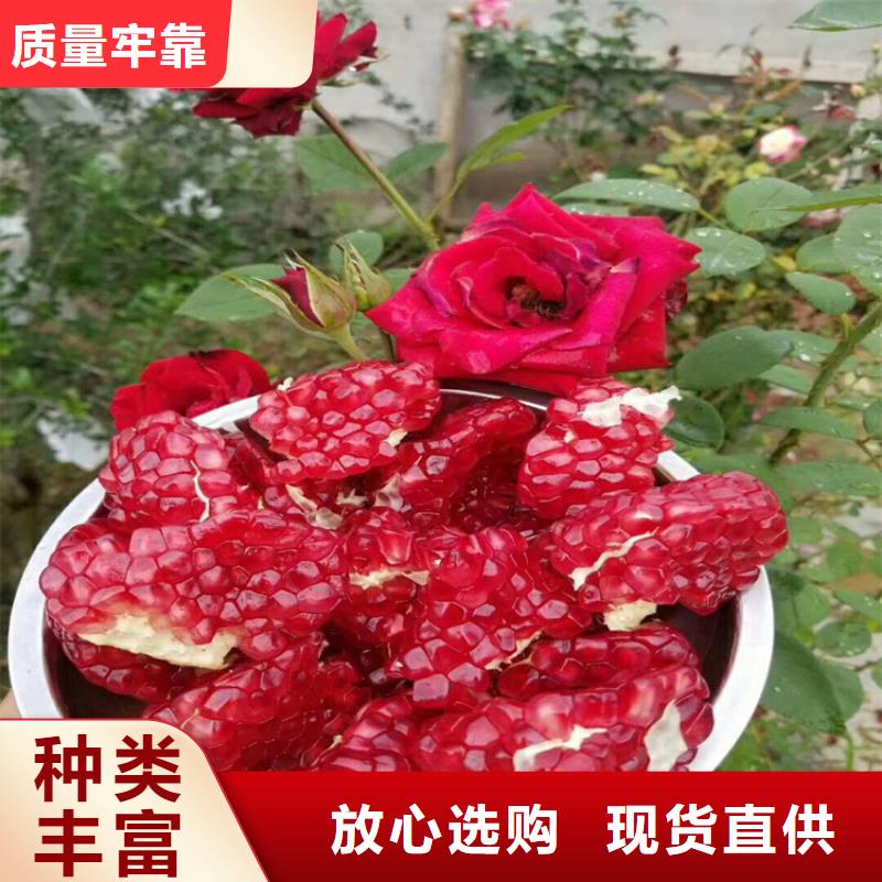 黑籽石榴苗基地直销