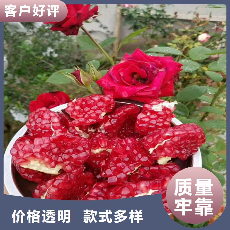 甜籽石榴树苗育苗基地
