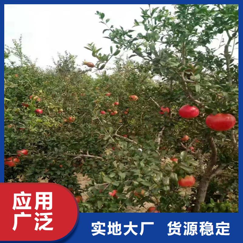 石榴樱桃苗长期供应