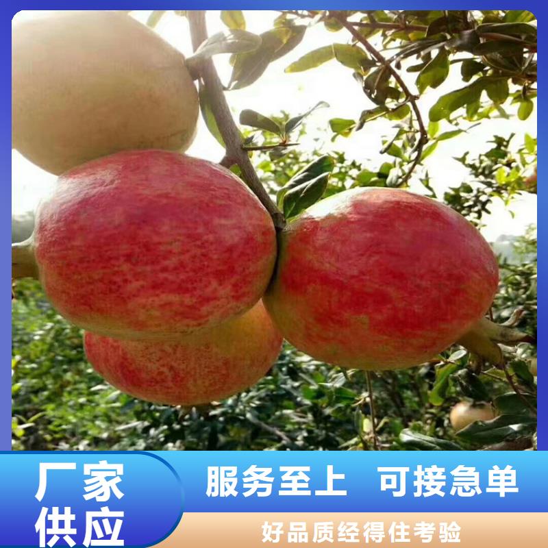 甜籽石榴苗种植管理技术