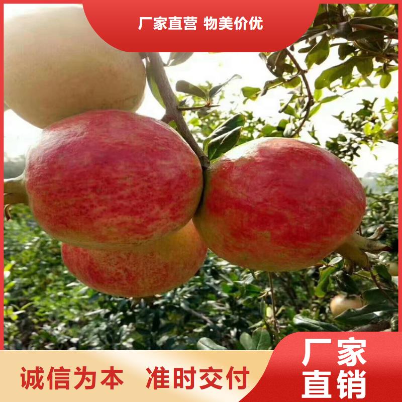 软籽石榴苗适合种植地区