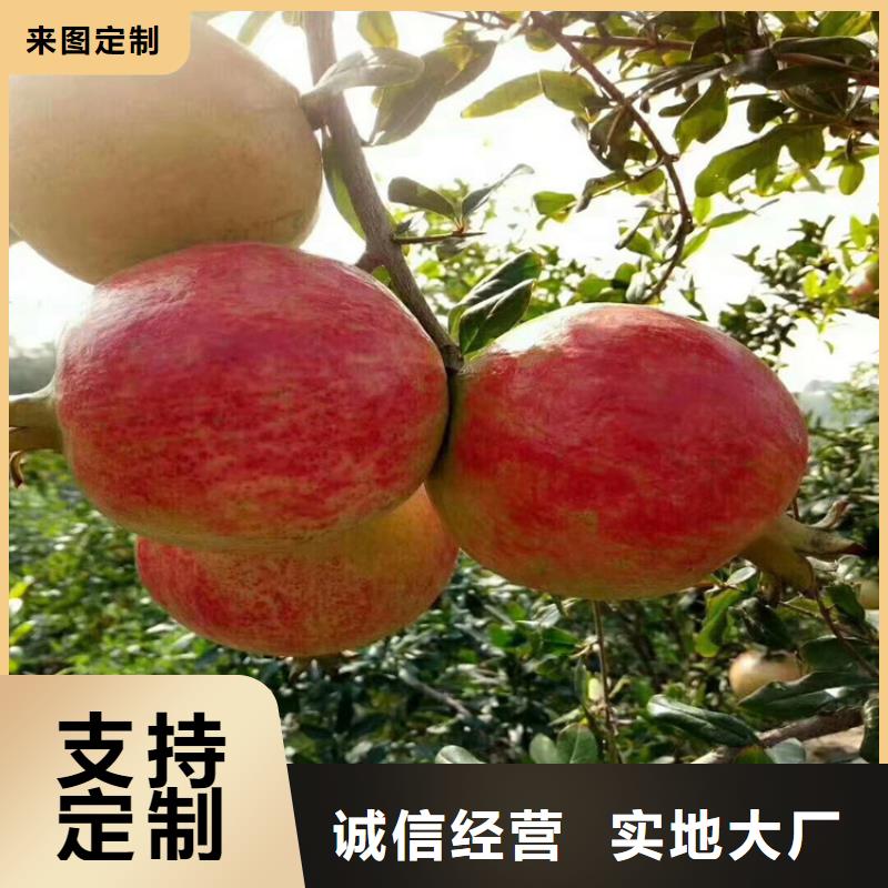 黑籽石榴树苗量多优惠