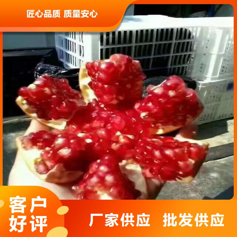黑籽石榴树苗基地直销
