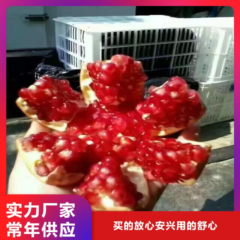 【石榴石榴树实体诚信经营】